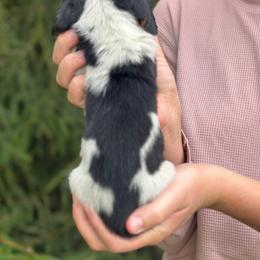 Male 5 - Black brown and white male Basset Hound puppy in Lindley, New York from Hill Top Basset Hounds & Cane Corso