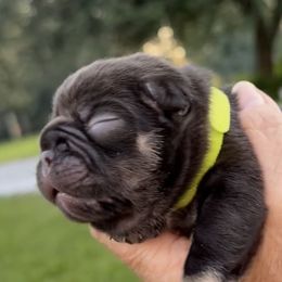 Chocolate Reese - Tricolors female French Bulldog puppy in Clifton, Texas from Blue Ribbon French Bulldogs