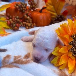Arctic - White female Maltipoo puppy in Scott, Arkansas from Legacy's Litters