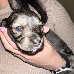 Brownie - Brindle female Dachshund puppy in Salisbury, North Carolina from Shy’s Teenie Weenies
