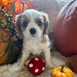 Benny - Blenheim male Cavalier King Charles Spaniel puppy in Orrville, Ohio from Heart of a Cavalier