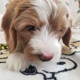 Lily - Phantom female Goldendoodle puppy in Phoenix, Arizona from Kerri's Goldendoodles