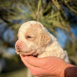 Daisy - Parti female Poodle puppy in Peyton, Colorado from Fuzzybottoms Ranch LLC