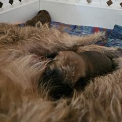 Girl 3 - Belgian Laekenois puppy in St. Tammany Parish County, Louisiana from Guenshci's Belgian Laekenois