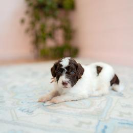 Shrimp - Parti female Goldendoodle puppy in Inman, South Carolina from Dark Corner Doodles