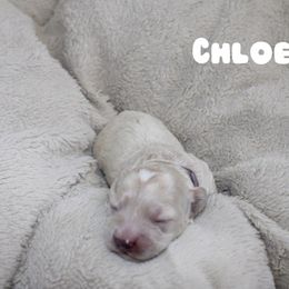 Chloe - Cream female Cockapoo puppy in Selma, California from Mollys Dollys