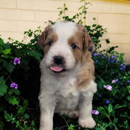 Bean - Red merle male Aussiedoodle puppy in Lebanon, Oregon from Abbott Family Farm