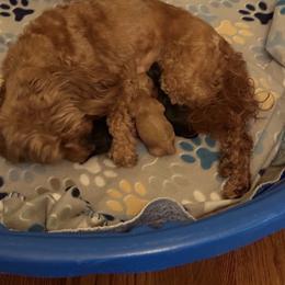 TBD - Black and tan female Cavapoo puppy in Flowery Branch, Georgia from Hannah's Pups
