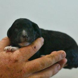 Toe - Black tri-color female Aussiedoodle puppy in Delta, Colorado from PTK Ranch