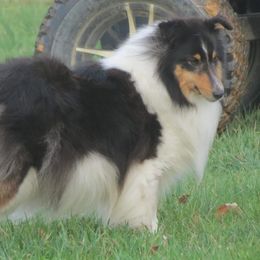 Star - Shetland Sheepdog