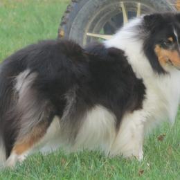 Star - Shetland Sheepdog