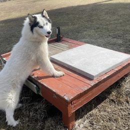 Nova - Siberian Husky