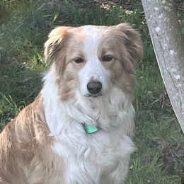 Siersha - Border Collie