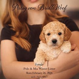 Patsy Von BridleWoof - Apricot female Goldendoodle puppy in Great Barrington, Massachusetts from BridleWoof