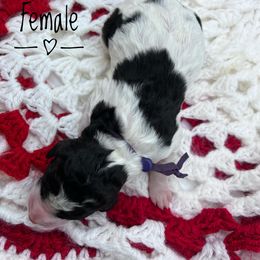 Goldendoodle and Poodle Puppies from Trammell’s Southern Pups