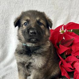 German Shepherd Puppies from Scenic City Shepherds