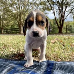 Girl 4 - American Foxhound puppy in Waxhaw, North Carolina from Setting Sun Kennel