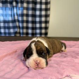 Girl 3 - Brindle female Boxer puppy in Prestonsburg, Kentucky from Bre’s Boxers
