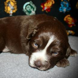 Boo - Red & white male Australian Shepherd puppy in El Dorado Springs, Missouri from HP Aussie Kennels
