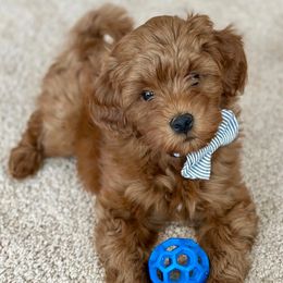 Milo - Goldendoodle