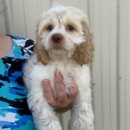 Frost - Red roan female Cockapoo puppy in Holton, Indiana from MoonShine Babies