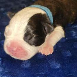 Boston Terrier Puppies from Baldwins Boston Terriers