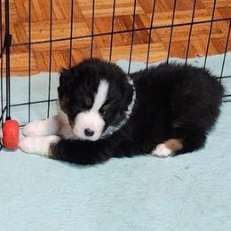Levi - Black tri-color male Australian Shepherd puppy in Athens, Tennessee from Mimi's Aussie