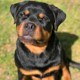 Rottweiler Puppies from Bronx Von Bridges Rottweilers