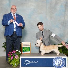 Margot - Dandie Dinmont Terrier