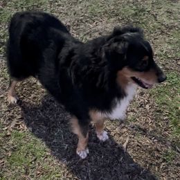 Duke - Miniature Australian Shepherd