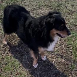 Duke - Miniature Australian Shepherd
