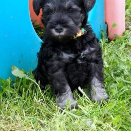 Miniature Schnauzer Puppies from Tymeless Farm