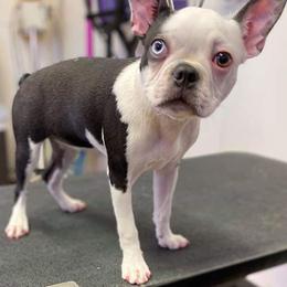Boston Terrier Puppies from Lola’s House of Bostons & Rescue
