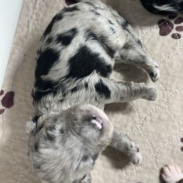 Bernedoodle Puppies from Jeanie’s Doodles