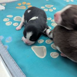 Pomsky Puppies from Tony Hwang