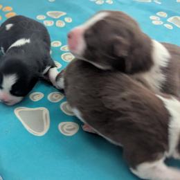 Pomsky Puppies from Tony Hwang