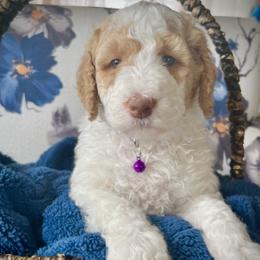 Purple - Parti female Goldendoodle puppy in Helena Valley Northeast, Montana from Joy Meadows Goldendoodles