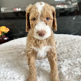 Iron Man (Tuxedo) - Red  Goldendoodle puppy in Morgan Hill, California from Soni the Doodle