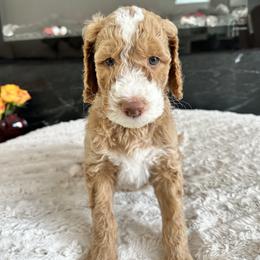 Iron Man (Tuxedo) - Red  Goldendoodle puppy in Morgan Hill, California from Soni the Doodle