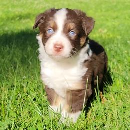 Valentino - Red tri male Miniature Australian Shepherd puppy in Sunbury, Pennsylvania from Elemental Mini Aussies