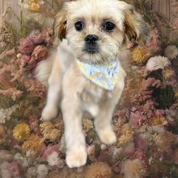 Jolli - Sable female Assorted Doodle Crosses puppy in Kentucky from Em&M Pomeranians
