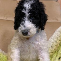 Ewan - Parti male Poodle puppy in Chesapeake, Virginia from Doodle-Cove