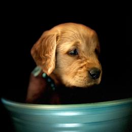Golden Retriever and Labrador Retriever Puppies from All Around Retrievers