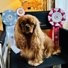 Sarah - Cavalier King Charles Spaniel