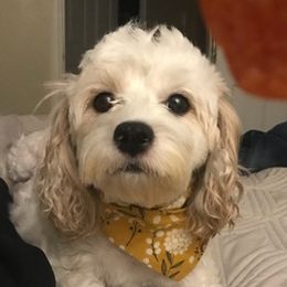 Cavapoos and Goldendoodles from The Fairy Paw Mother