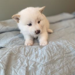Bindi - Cream female Shiba Inu puppy in Monett, Missouri from Happy Tails Shiba Inus