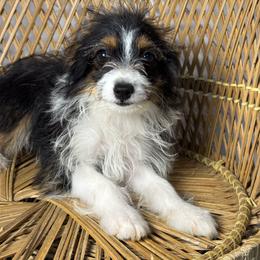 Black Tri color 2 - Black tri-color female Aussiedoodle puppy in Belgreen, Alabama from Scott’s Farm Poodles and Doodles