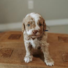 Oakley - Golden male Cockapoo puppy in Altamonte Springs, Florida from The Perks of Pups