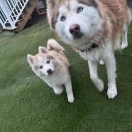Siberian Husky Puppies from Young Orchard Siberians