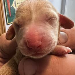 Dachshund Puppies from Witchy Woman’s Wiener’s